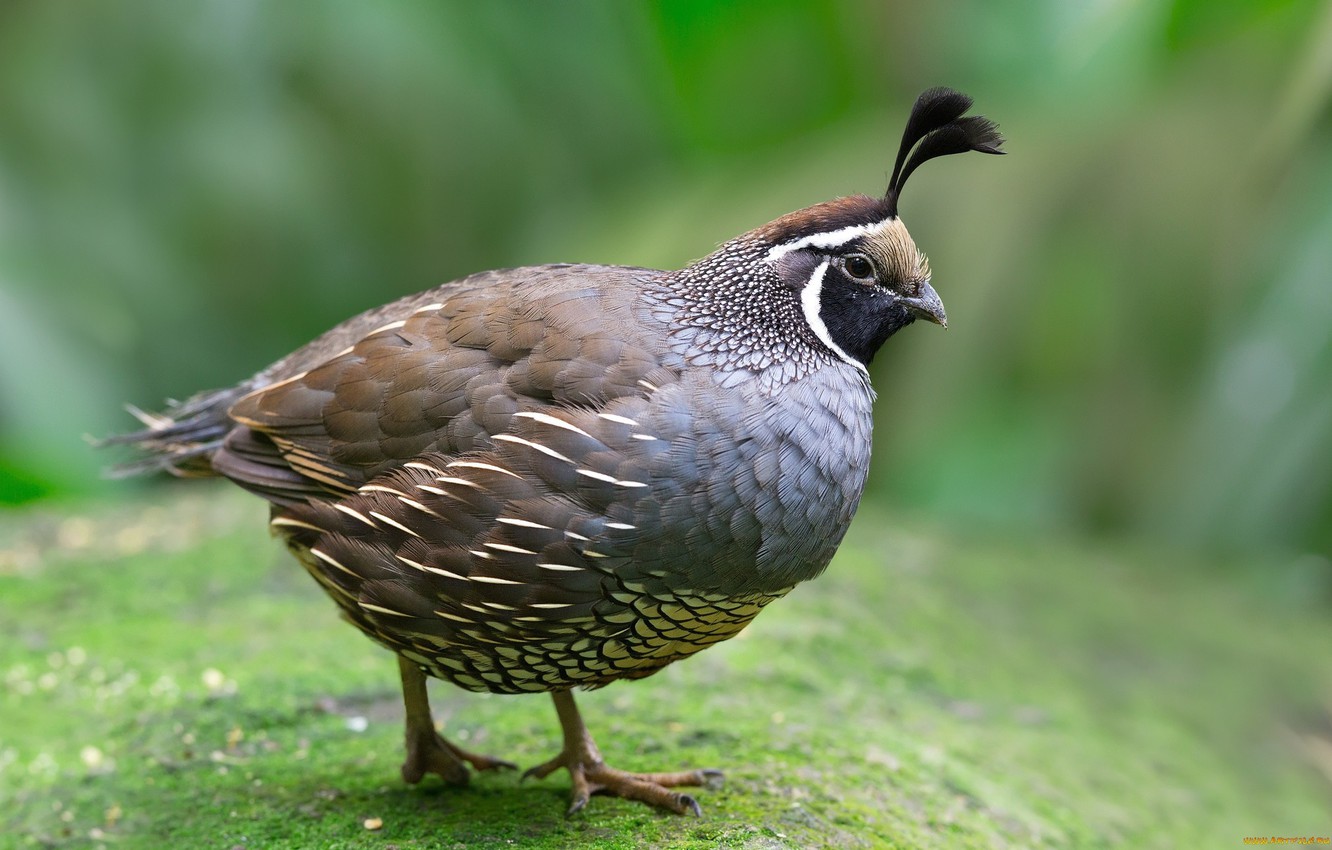 Quail Wallpapers