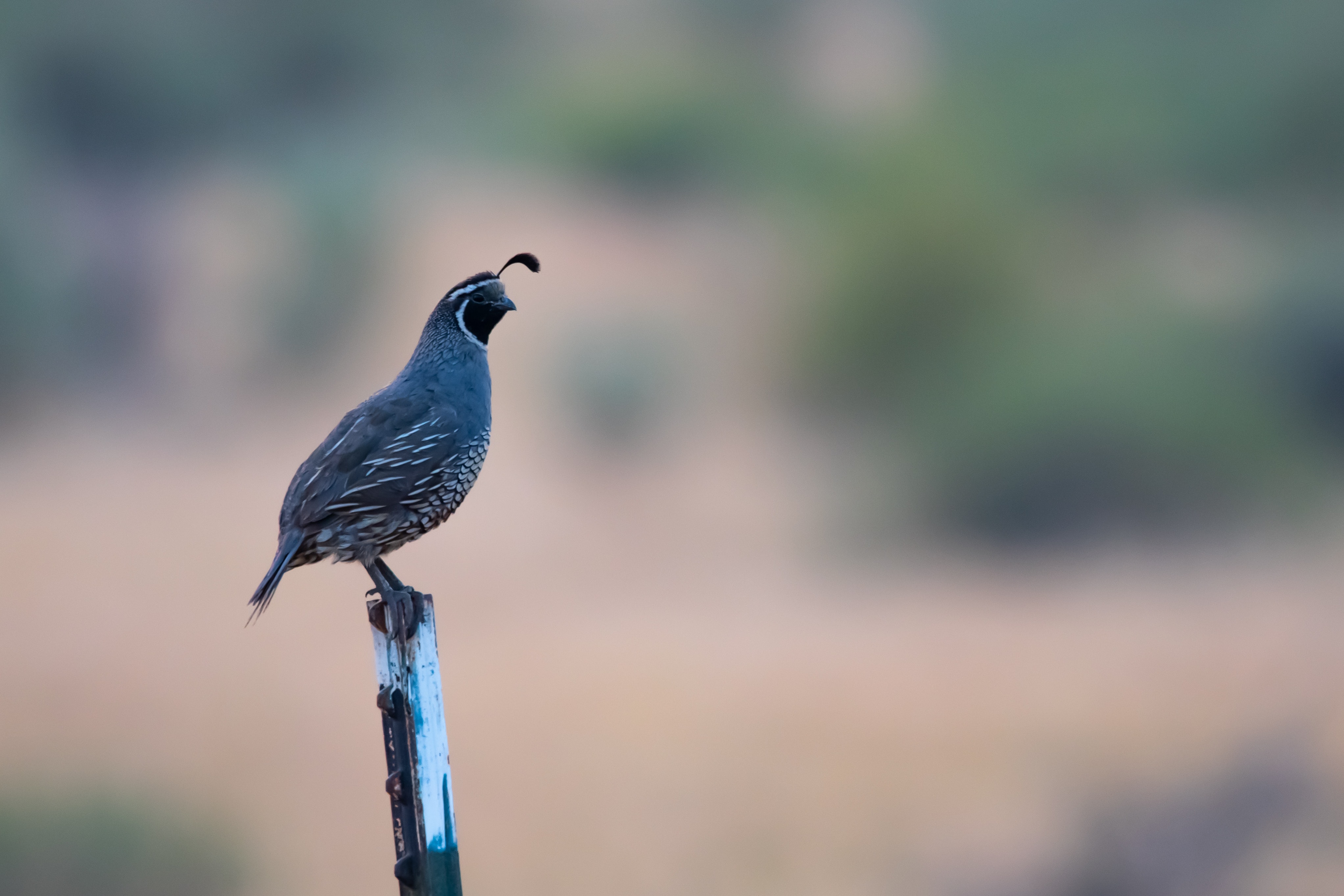 Quail Wallpapers