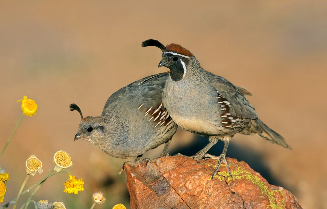 Quail Wallpapers