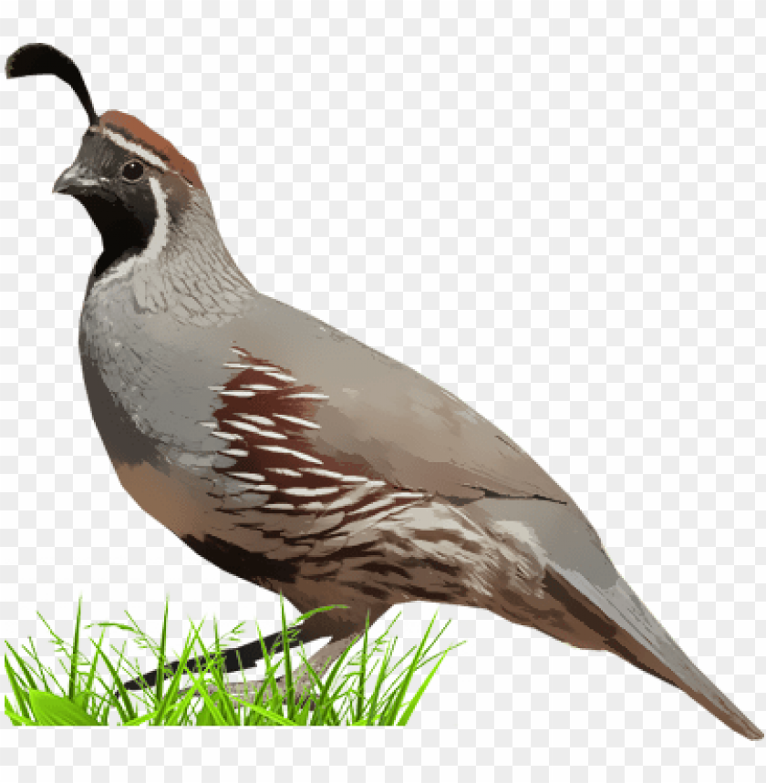 Quail Wallpapers