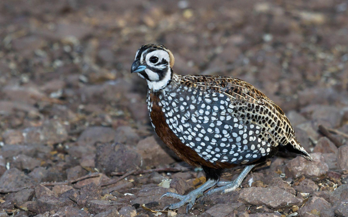 Quail Wallpapers