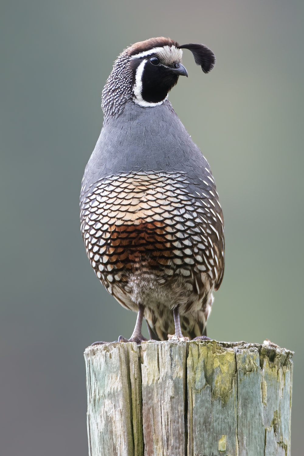 Quail Wallpapers