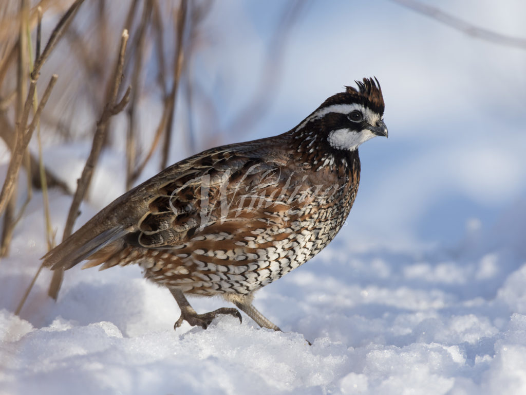 Quail Wallpapers