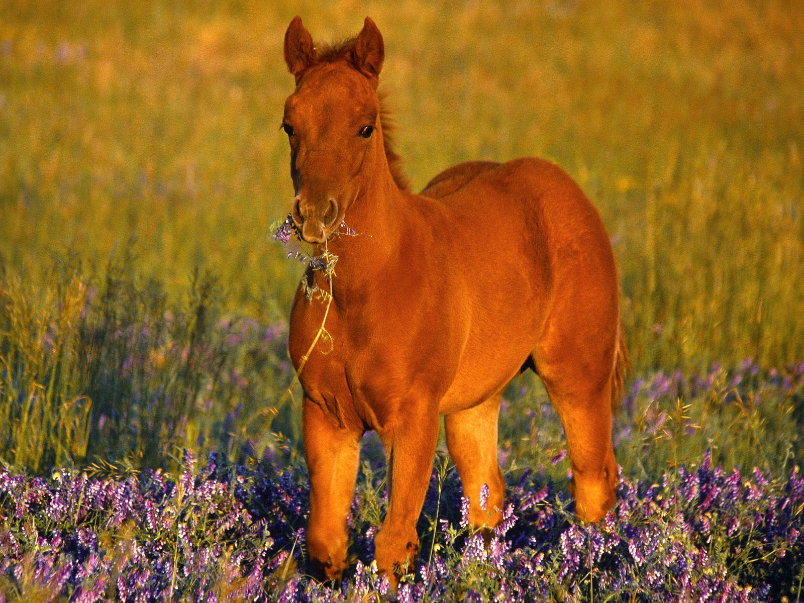 Quarter Horse Wallpapers