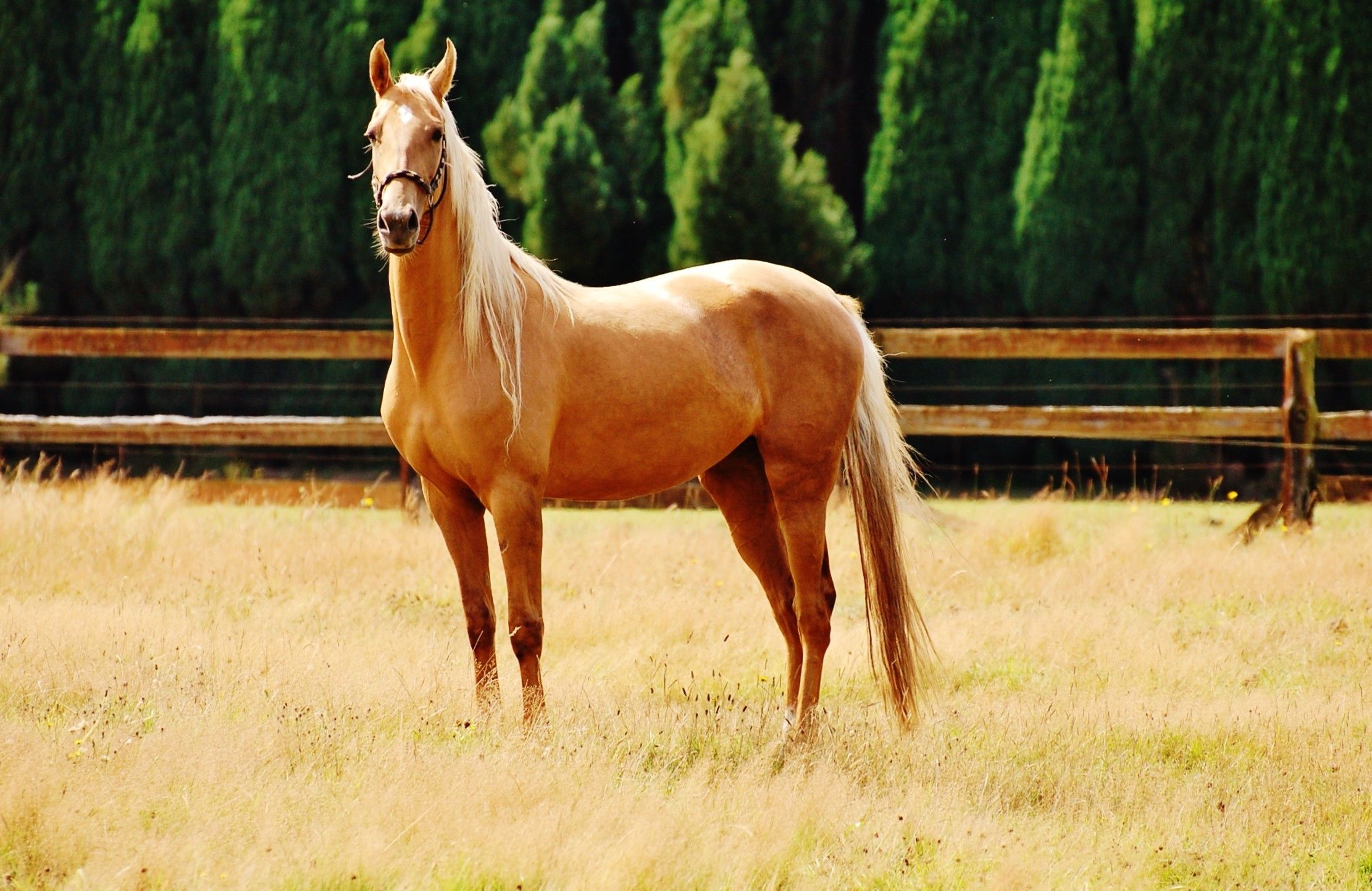 Quarter Horse Wallpapers