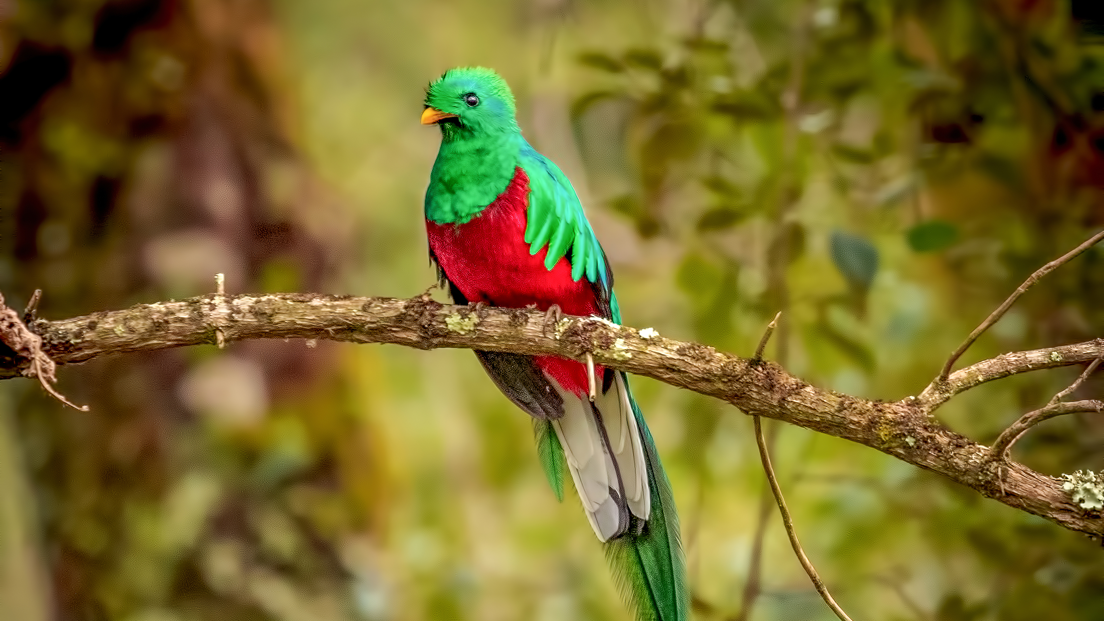 Quetzal Wallpapers