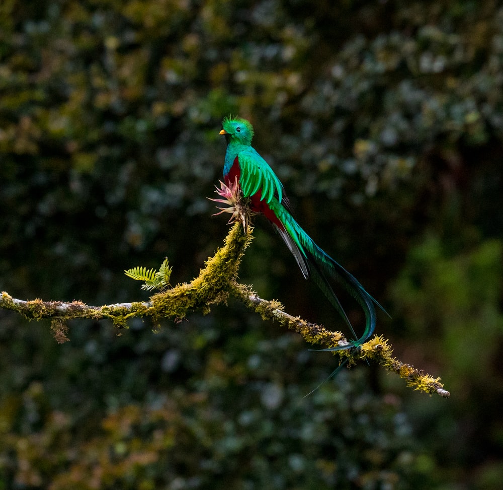 Quetzal Wallpapers