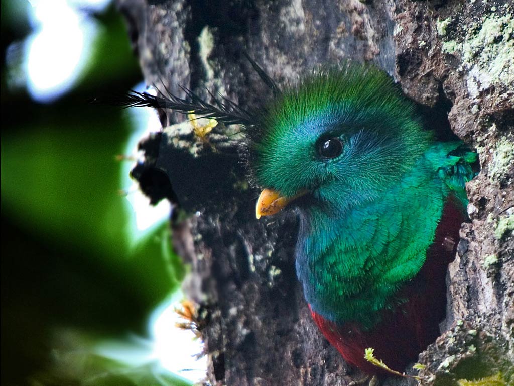 Quetzal Wallpapers