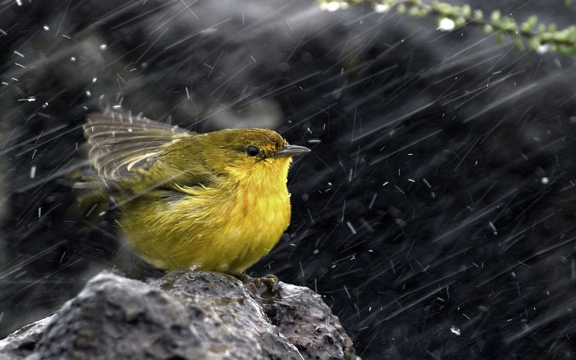 Rain Birds Wallpapers