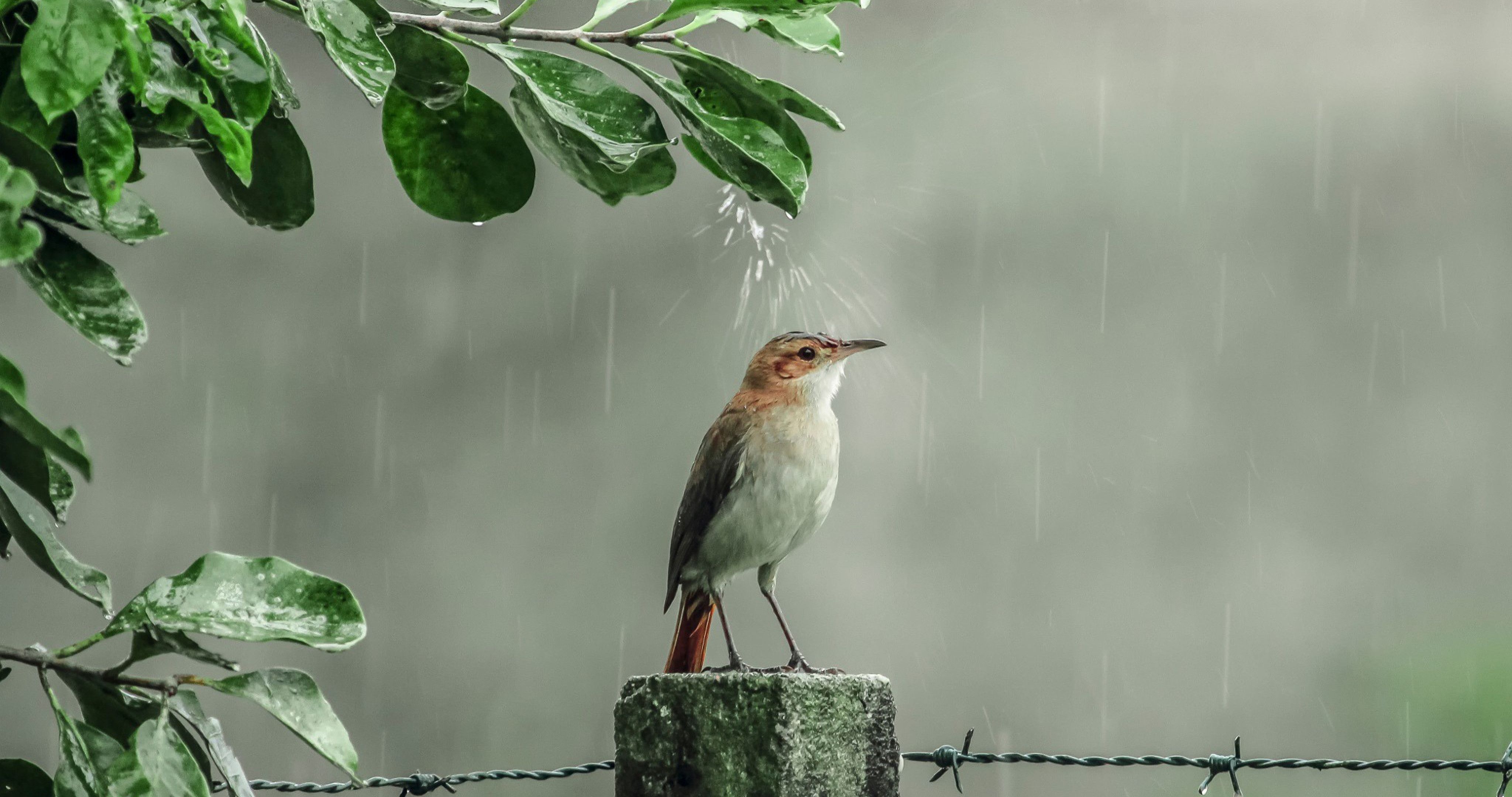 Rain Birds Wallpapers