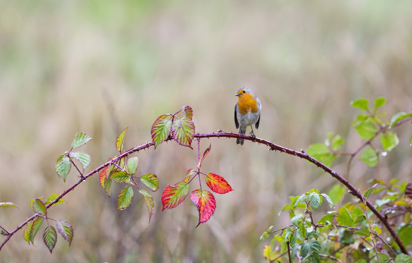 Rain Birds Wallpapers