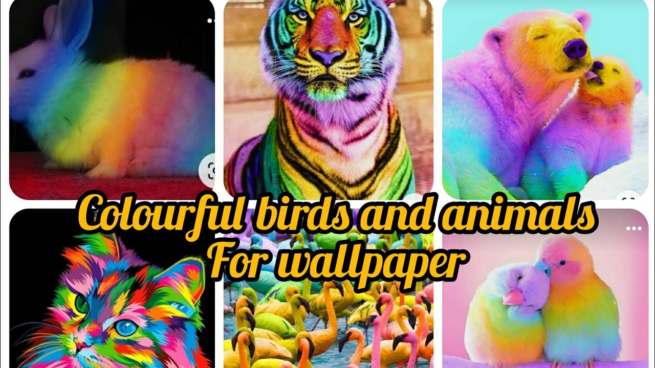 Rainbow Animals Wallpapers