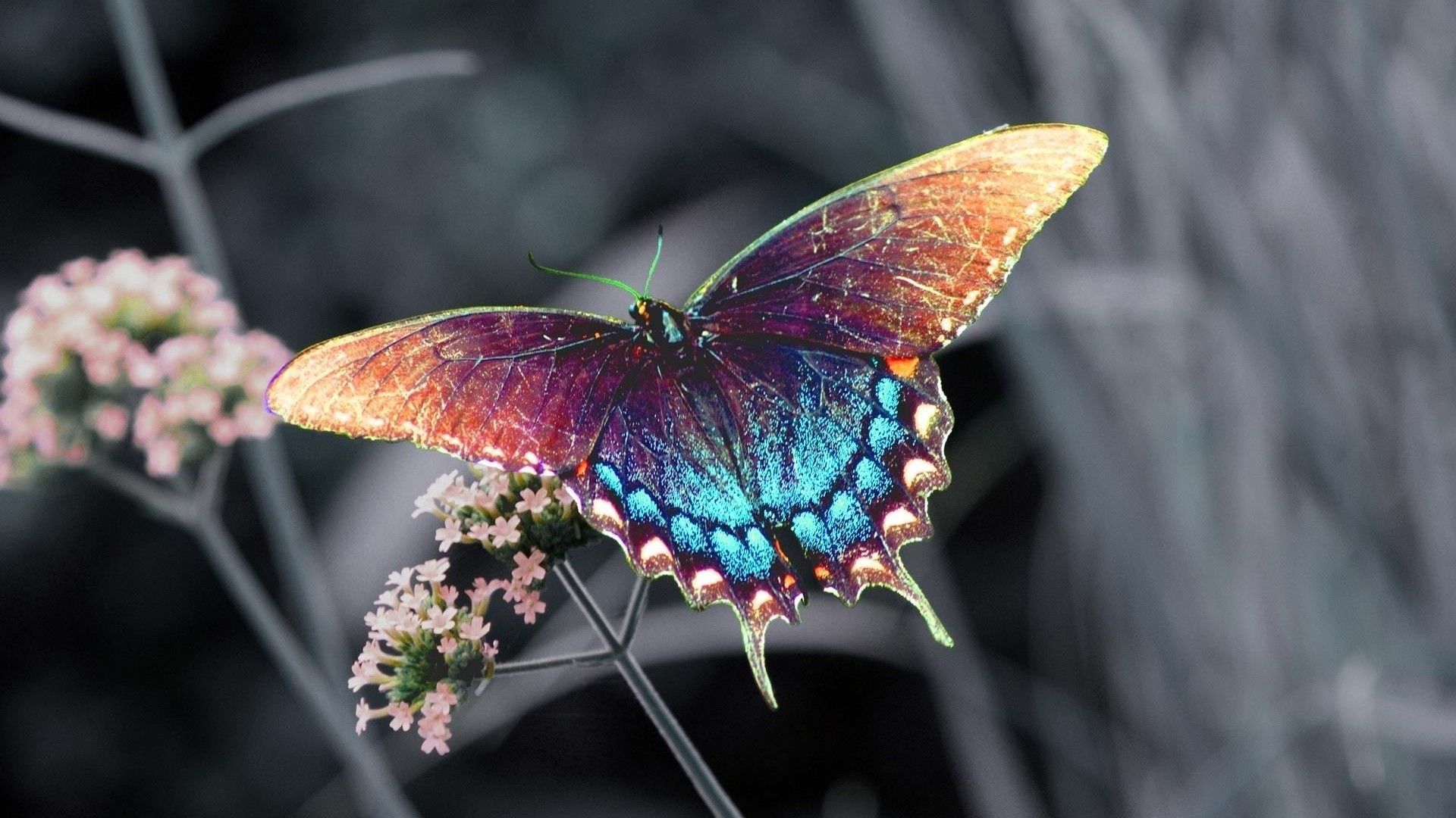 Rainbow Butterfly Wallpapers