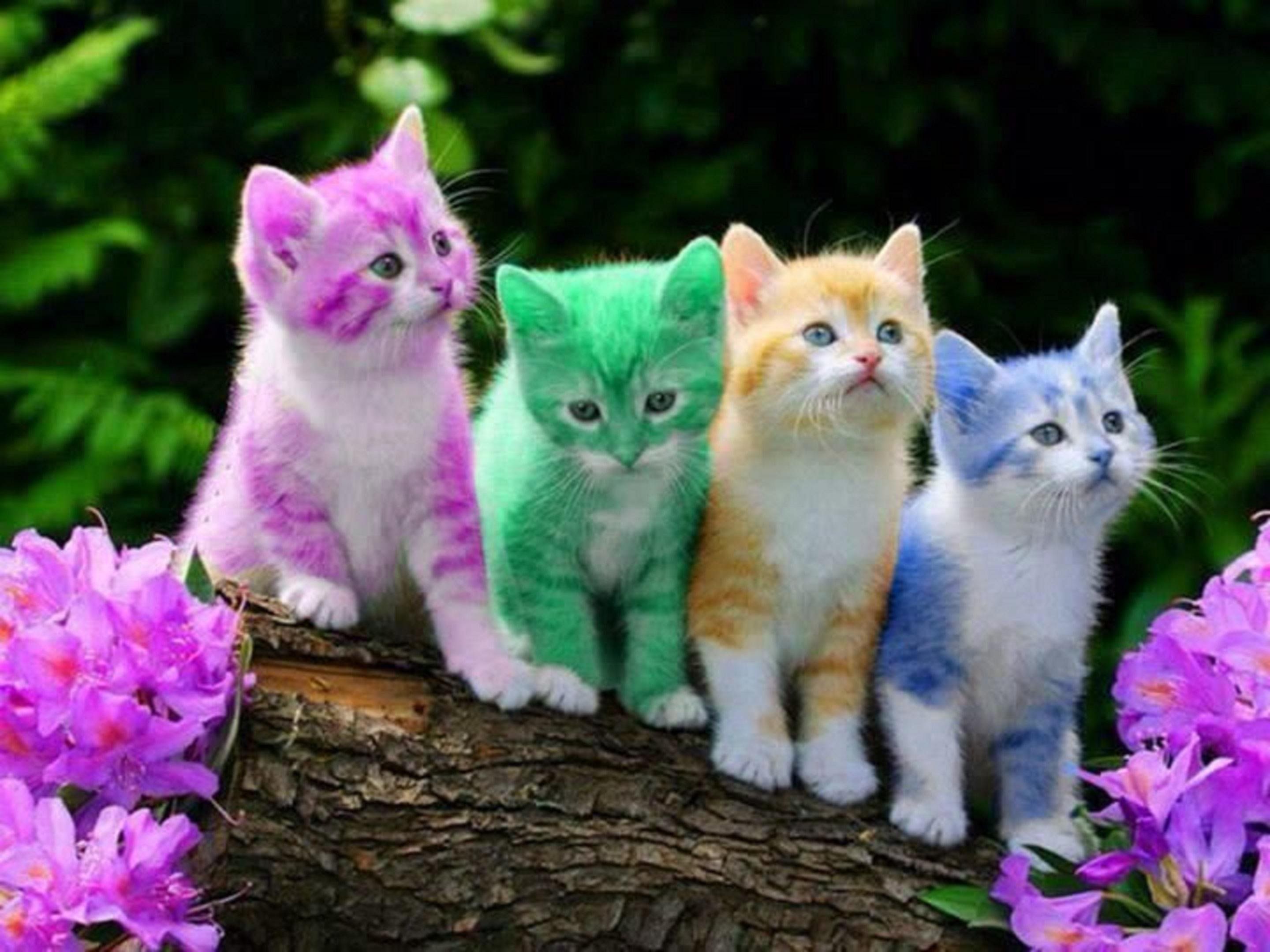 Rainbow Cat Wallpapers