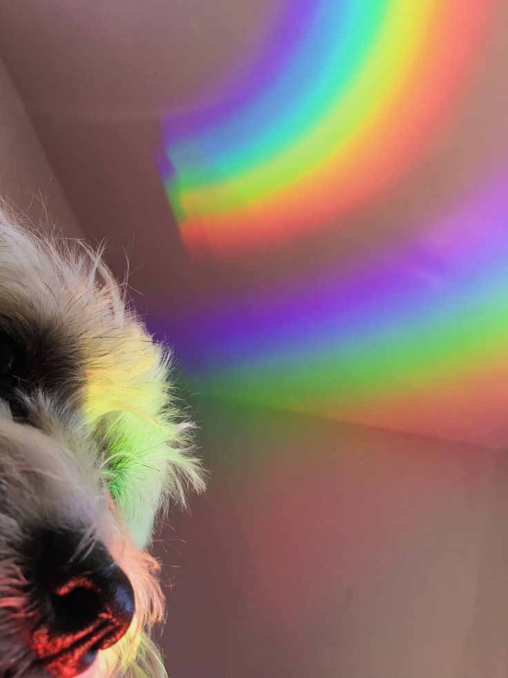 Rainbow Dog Wallpapers