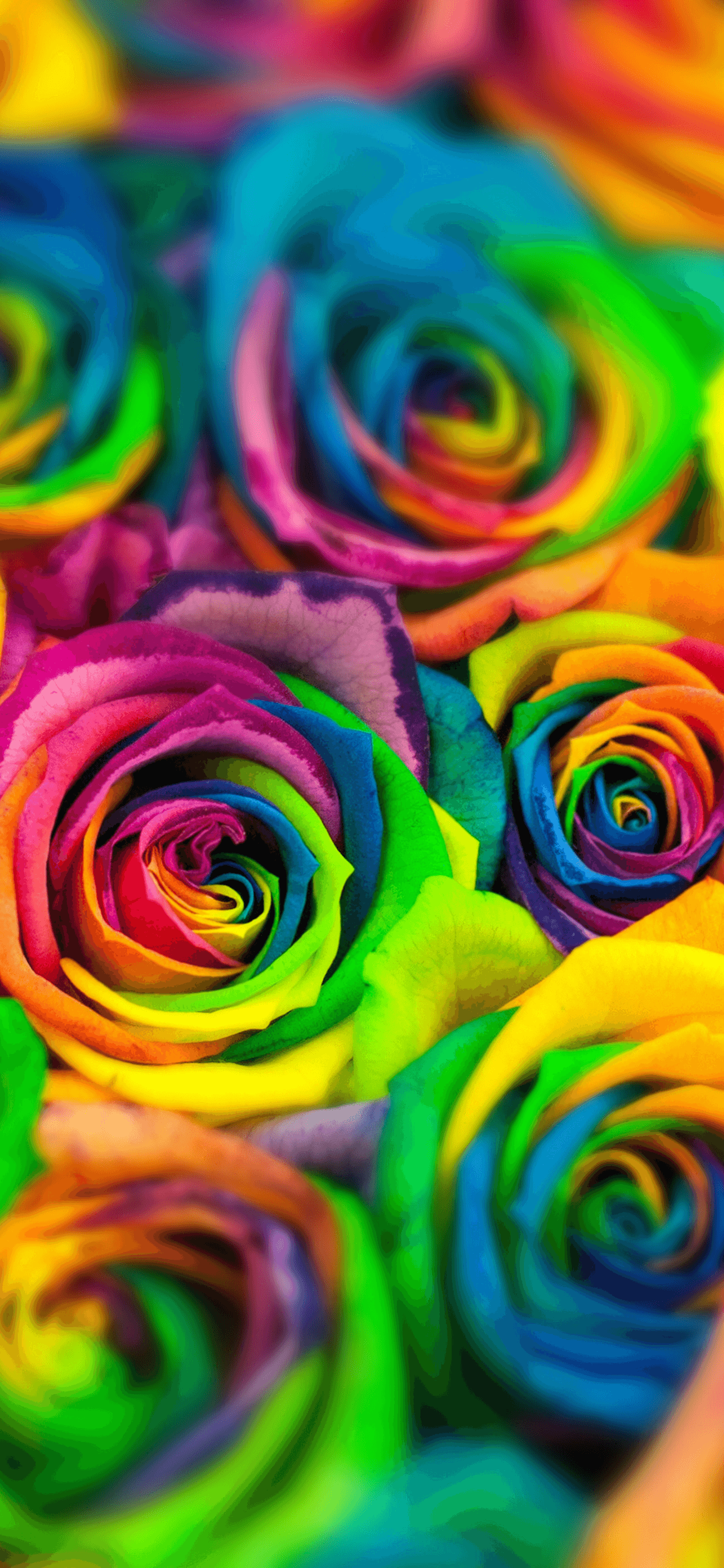 Rainbow Flowers Wallpapers