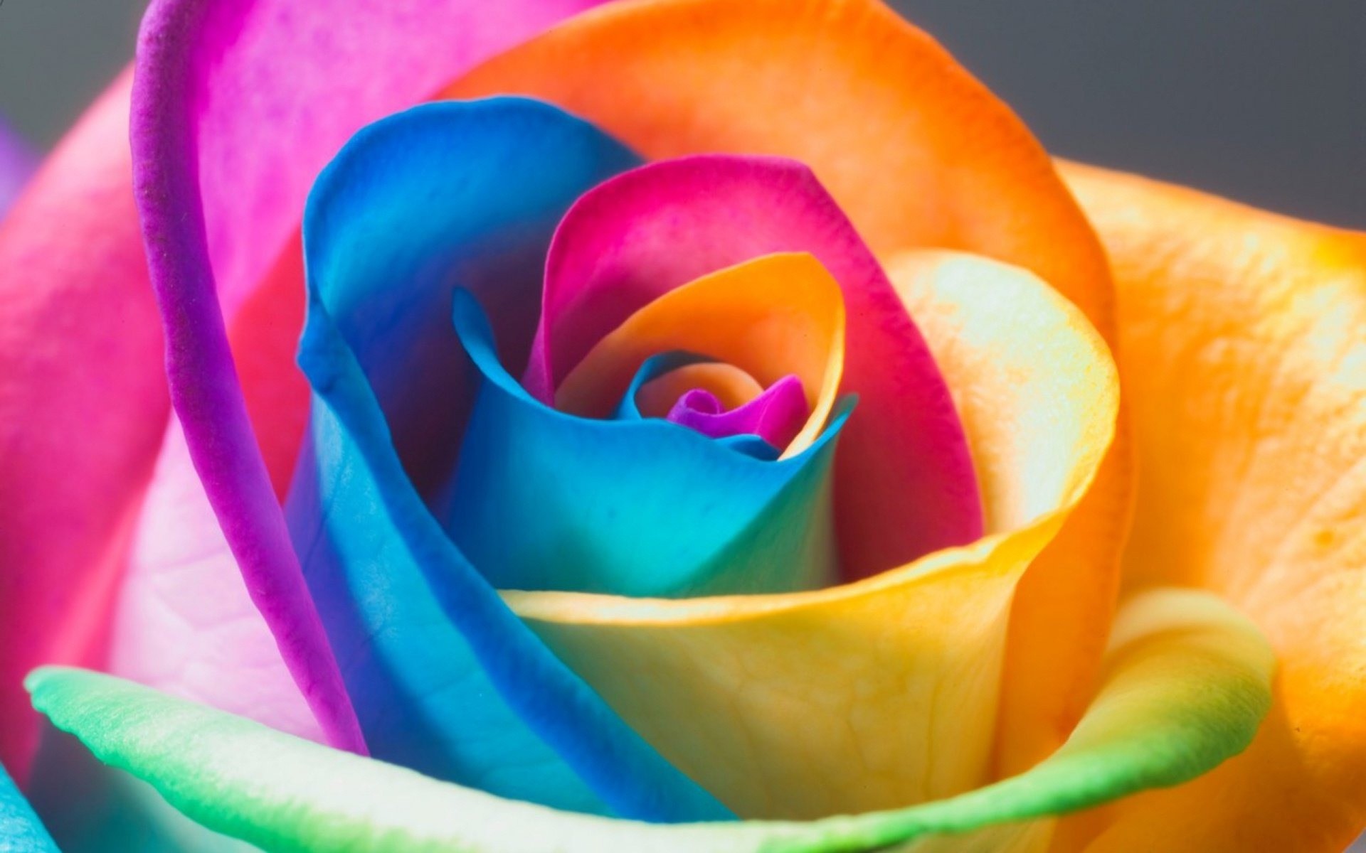 Rainbow Flowers Wallpapers