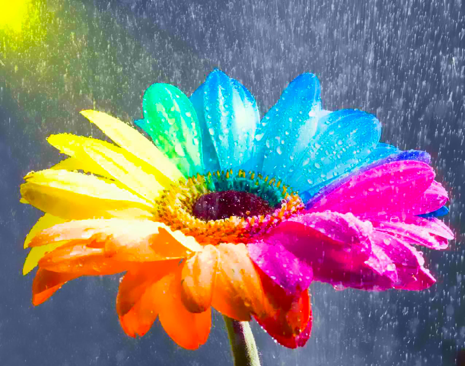 Rainbow Flowers Wallpapers