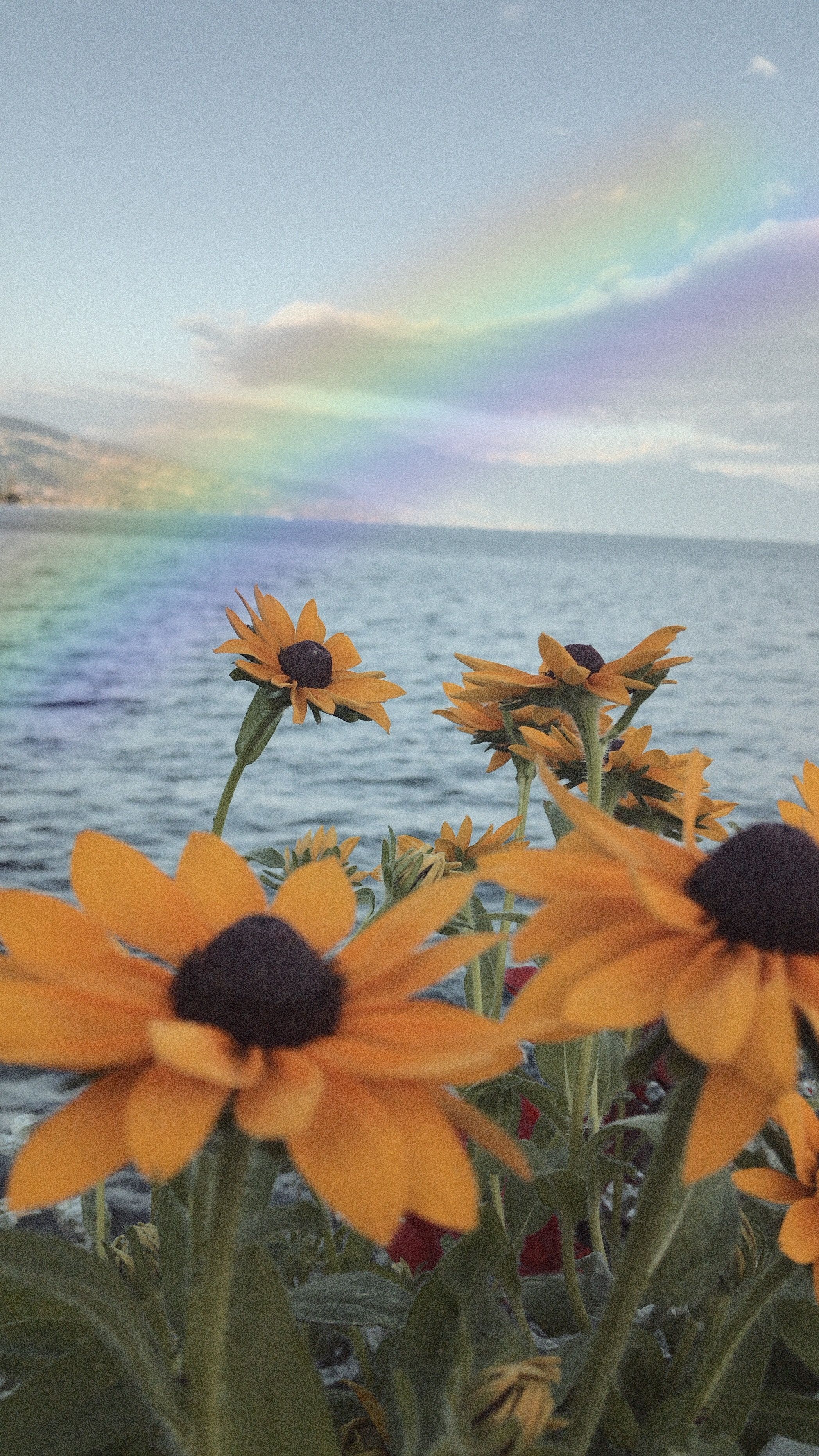 Rainbow Flowers Wallpapers