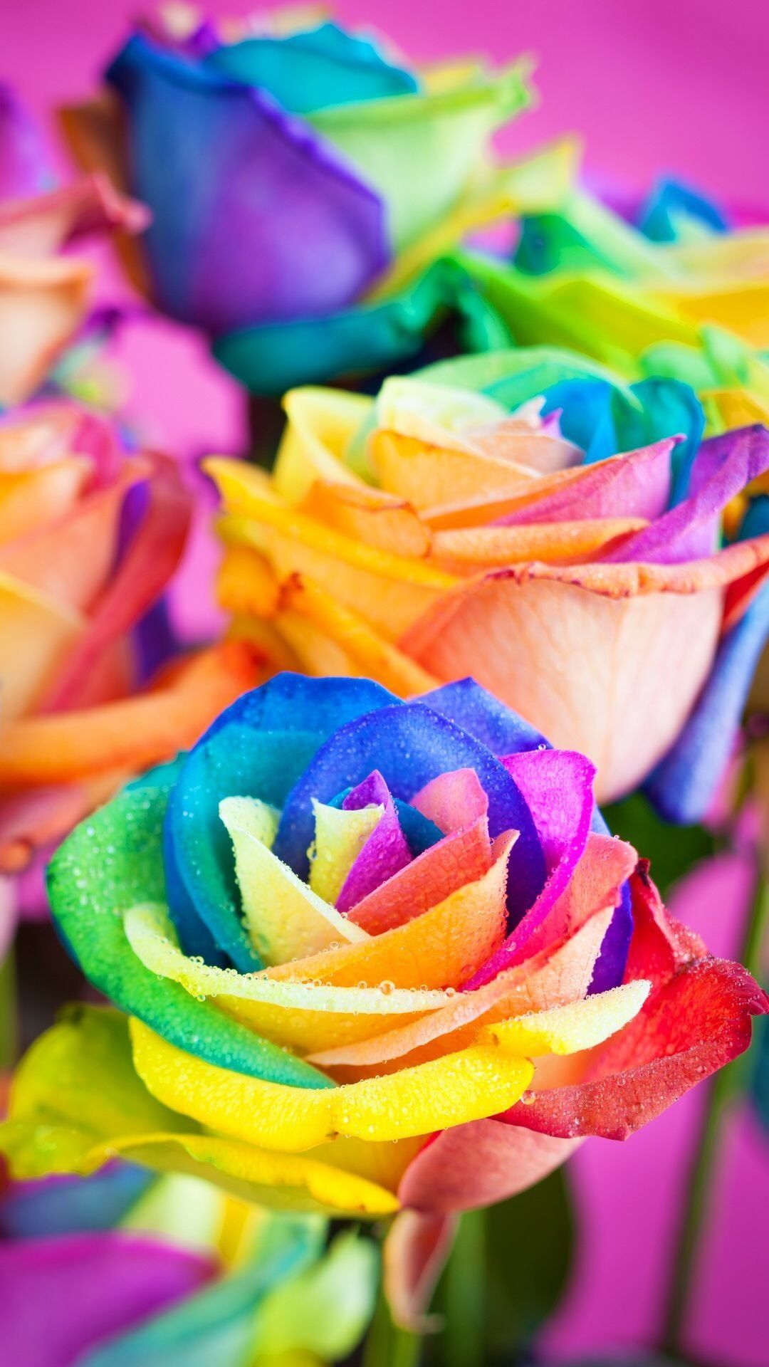 Rainbow Flowers Wallpapers