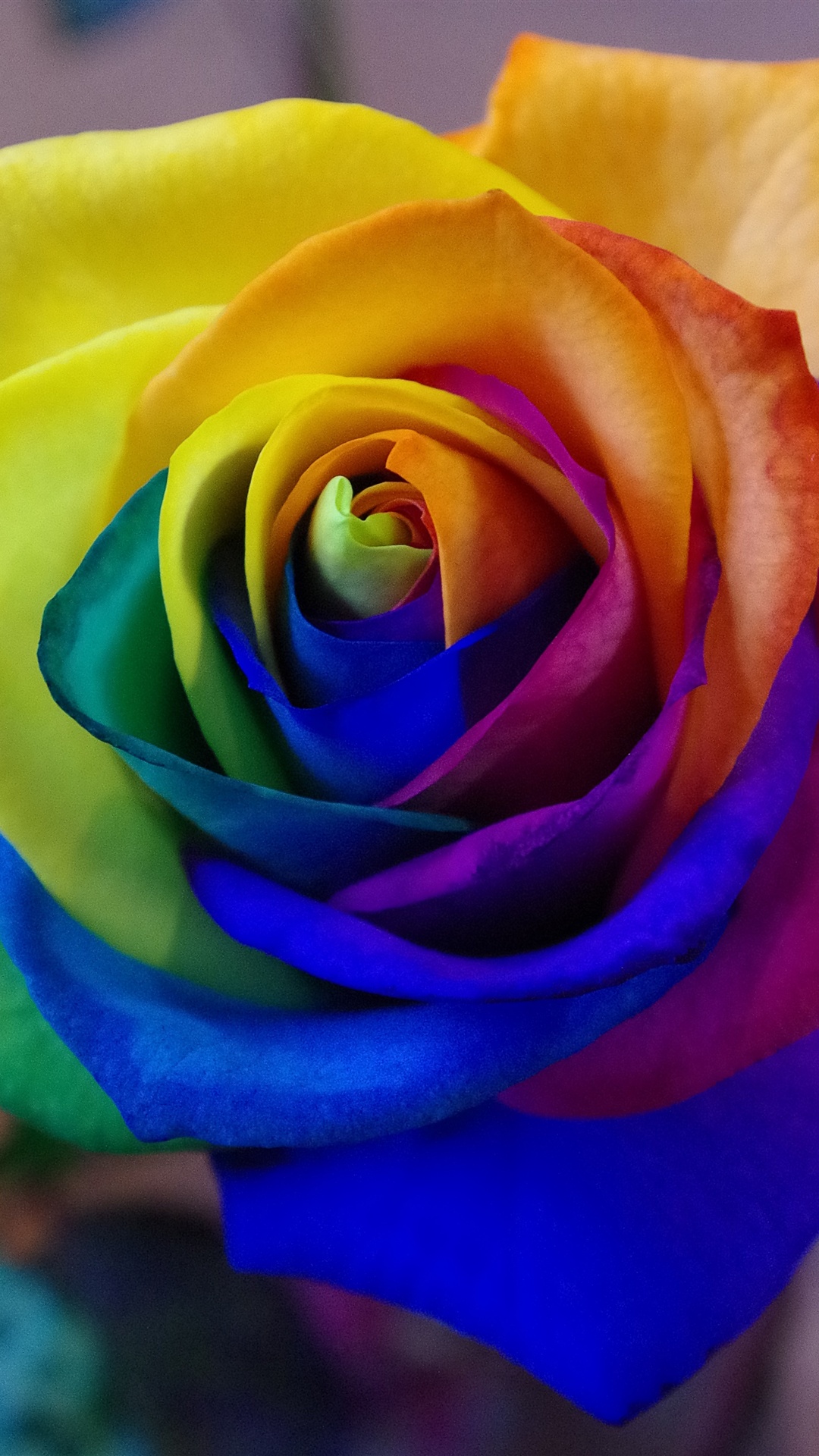 Rainbow Flowers Wallpapers