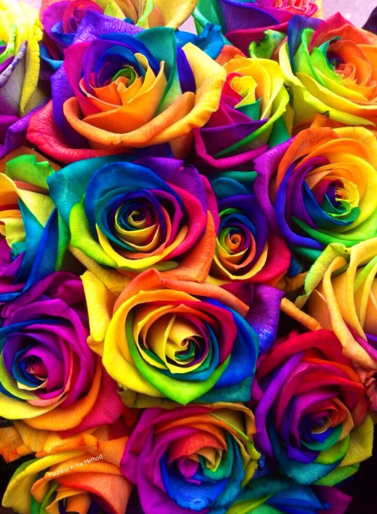 Rainbow Rose Wallpapers
