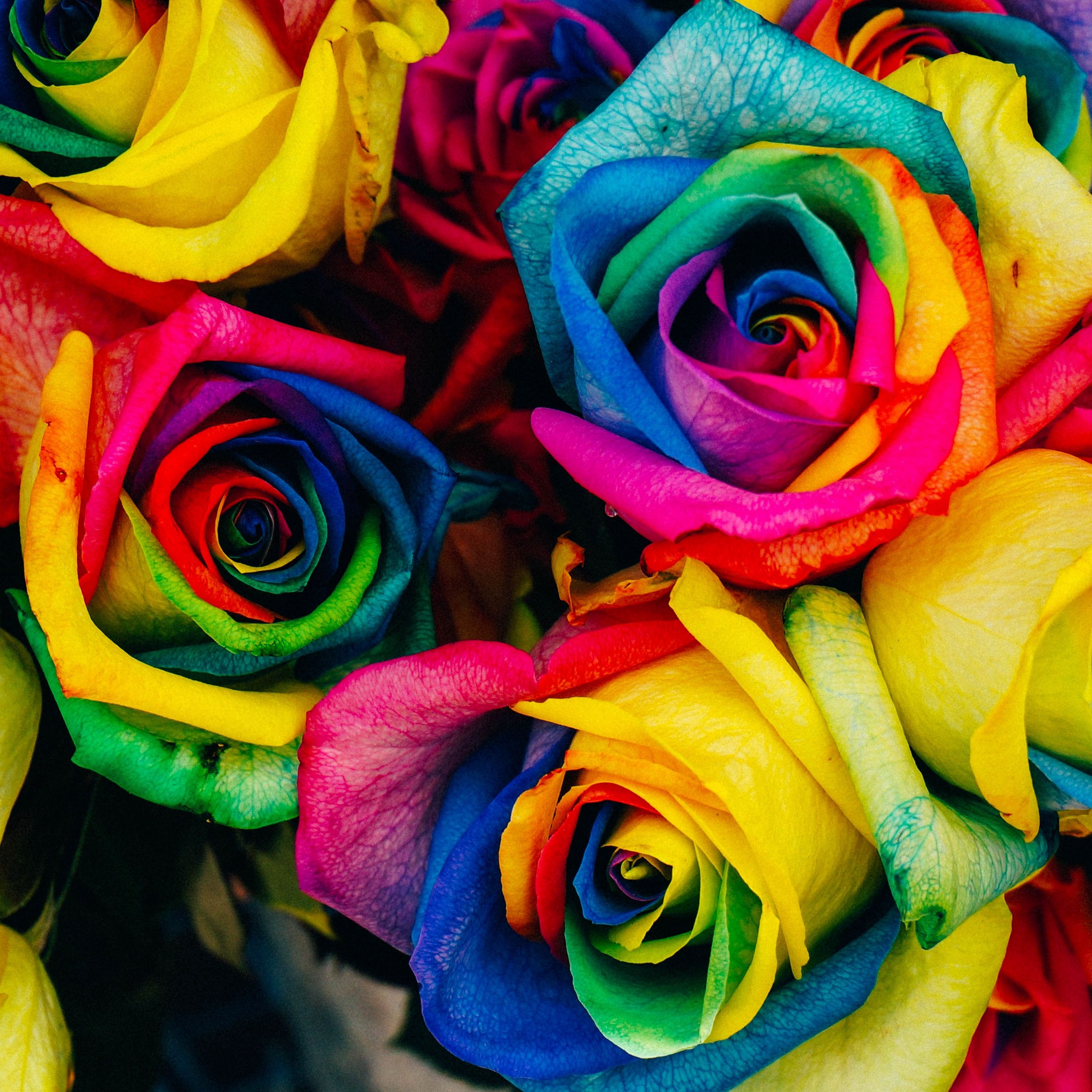 Rainbow Rose Wallpapers