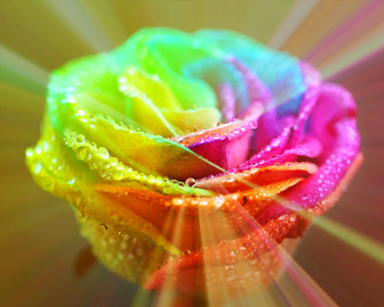Rainbow Rose Wallpapers
