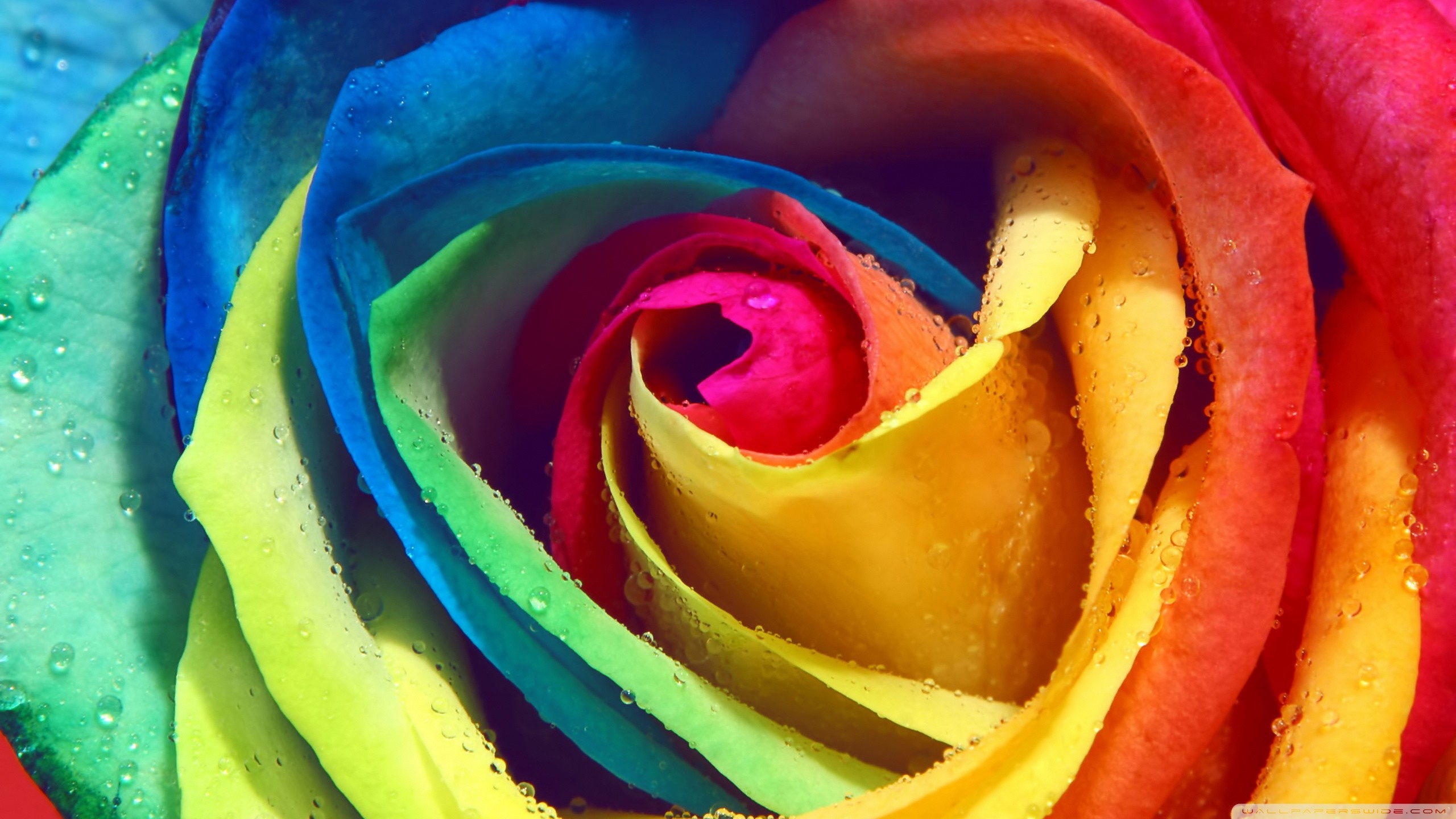 Rainbow Rose Wallpapers