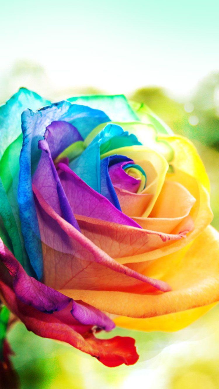 Rainbow Rose Wallpapers