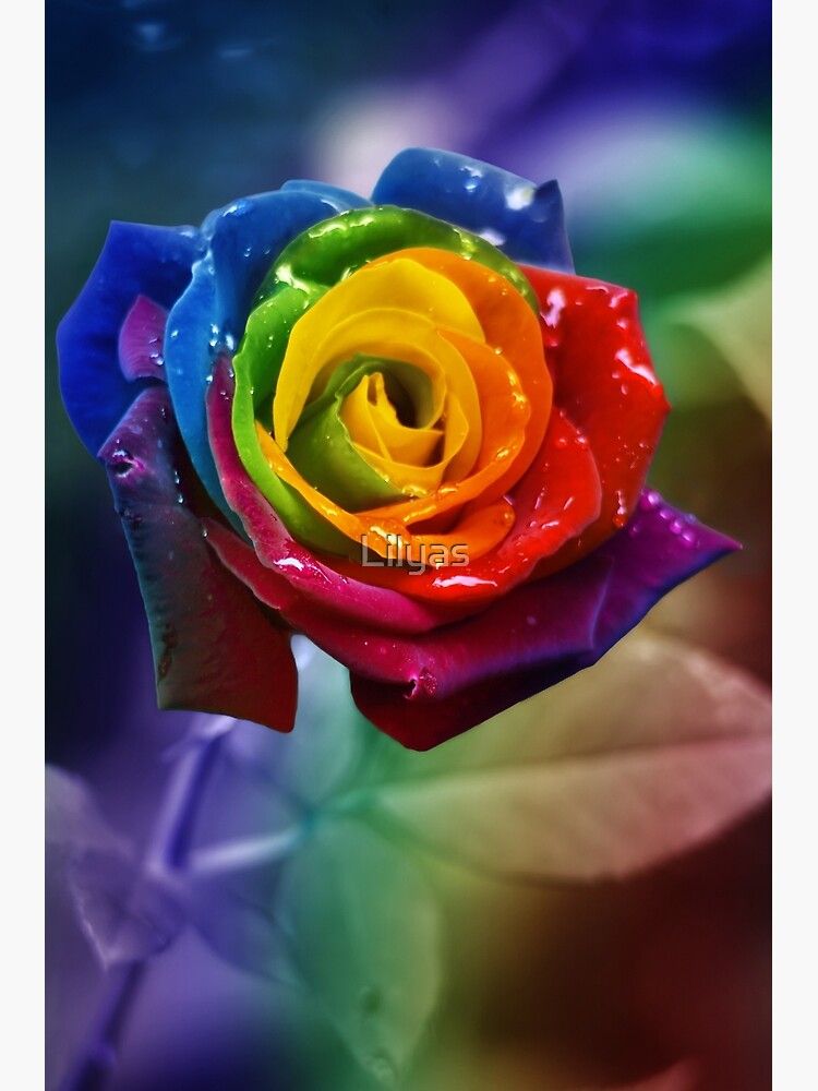 Rainbow Rose Wallpapers