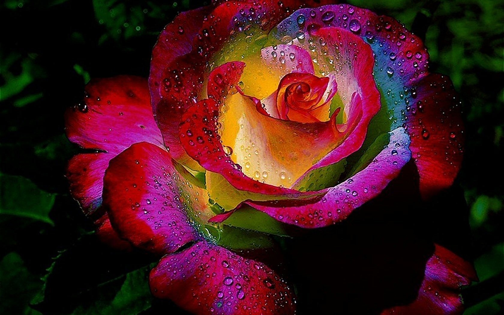 Rainbow Rose Wallpapers