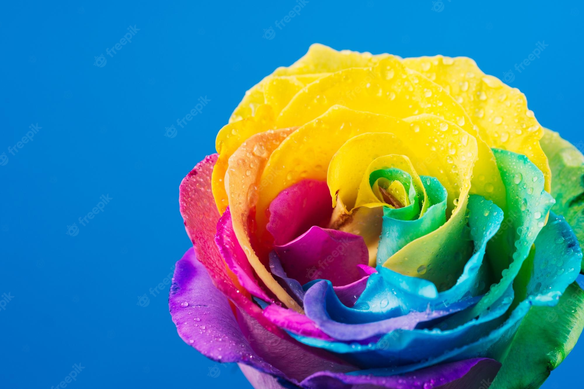 Rainbow Rose Wallpapers