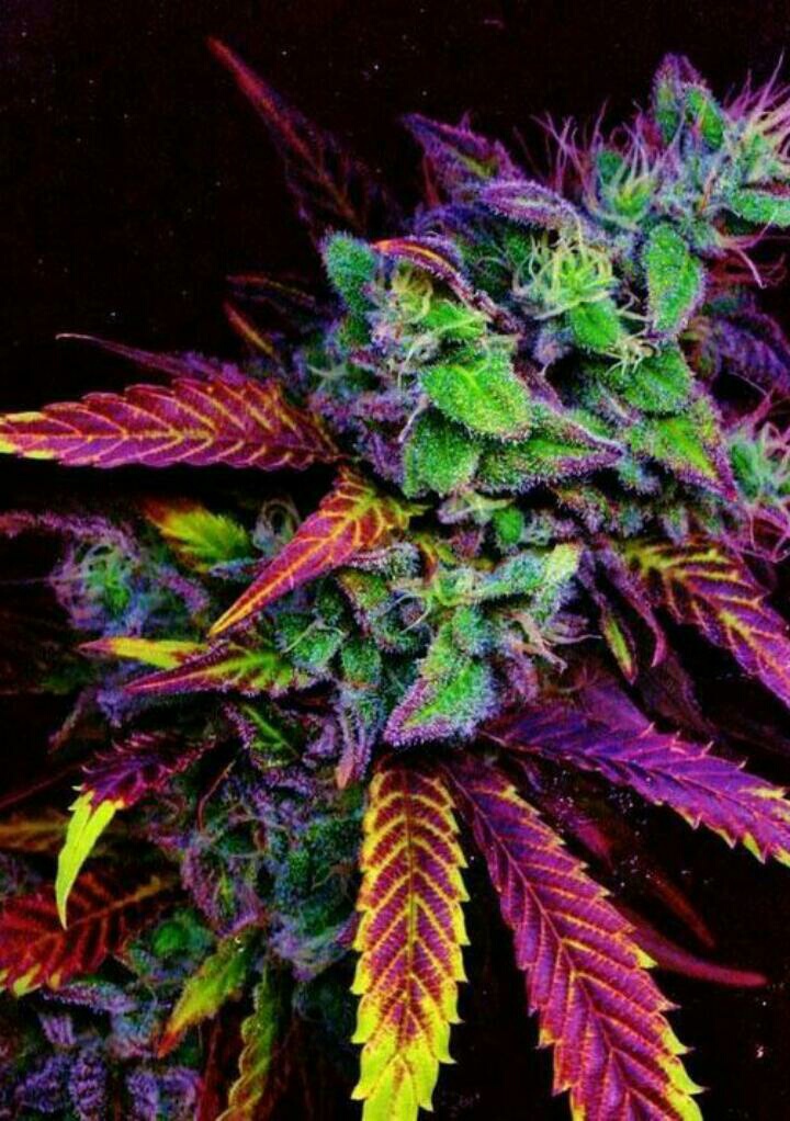 Rainbow Weed Wallpapers