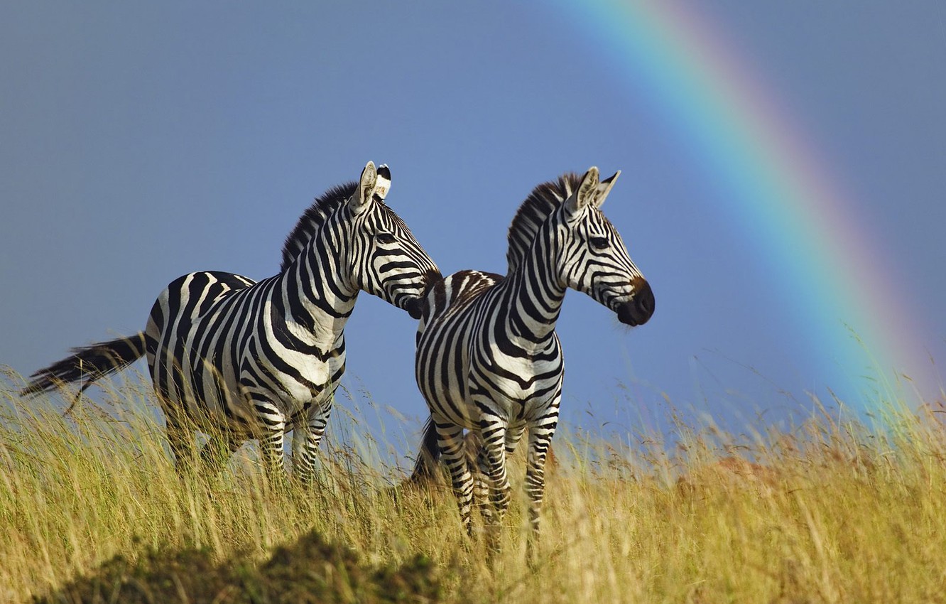Rainbow Zebra Wallpapers