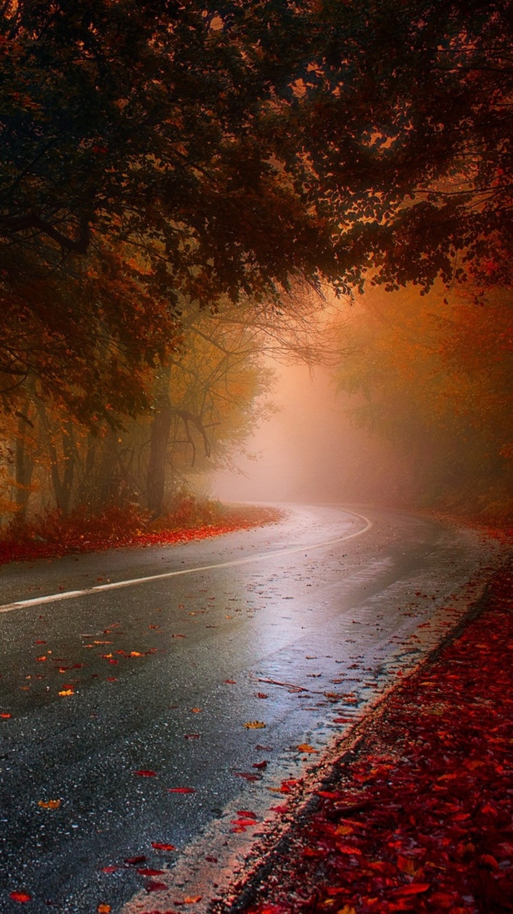 Rainy Road Wallpapers