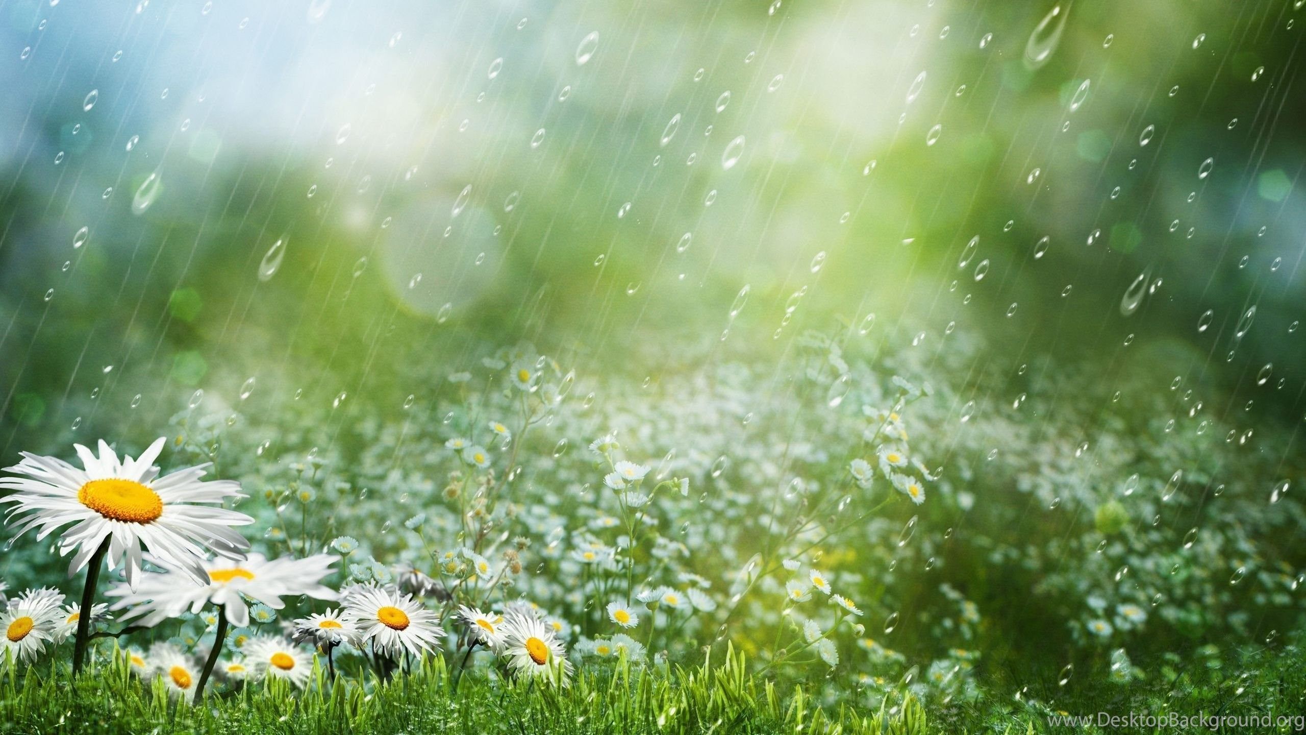 Rainy Spring Wallpapers