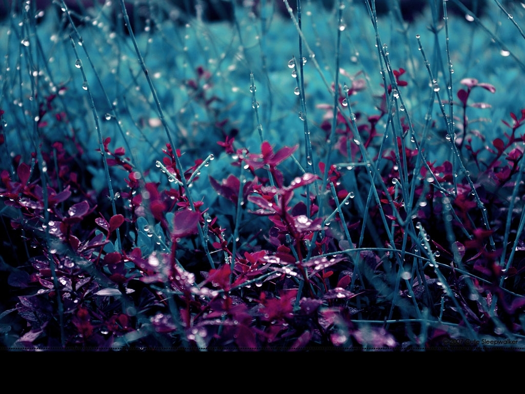 Rainy Spring Wallpapers