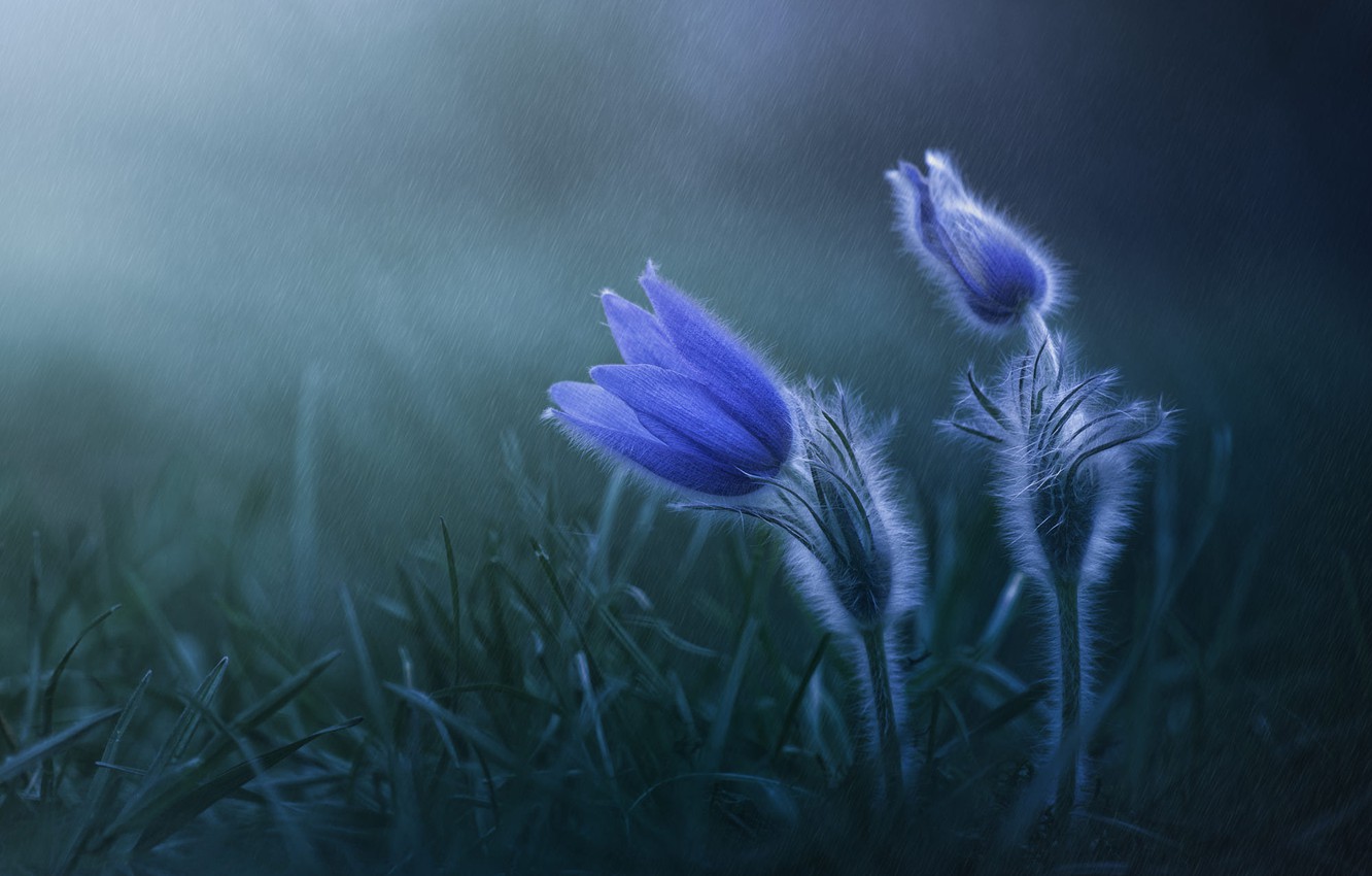 Rainy Spring Wallpapers