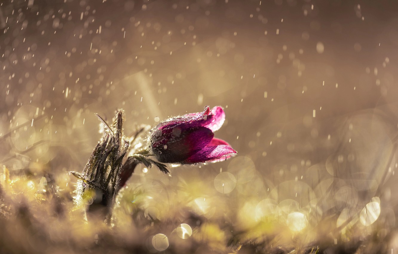 Rainy Spring Wallpapers