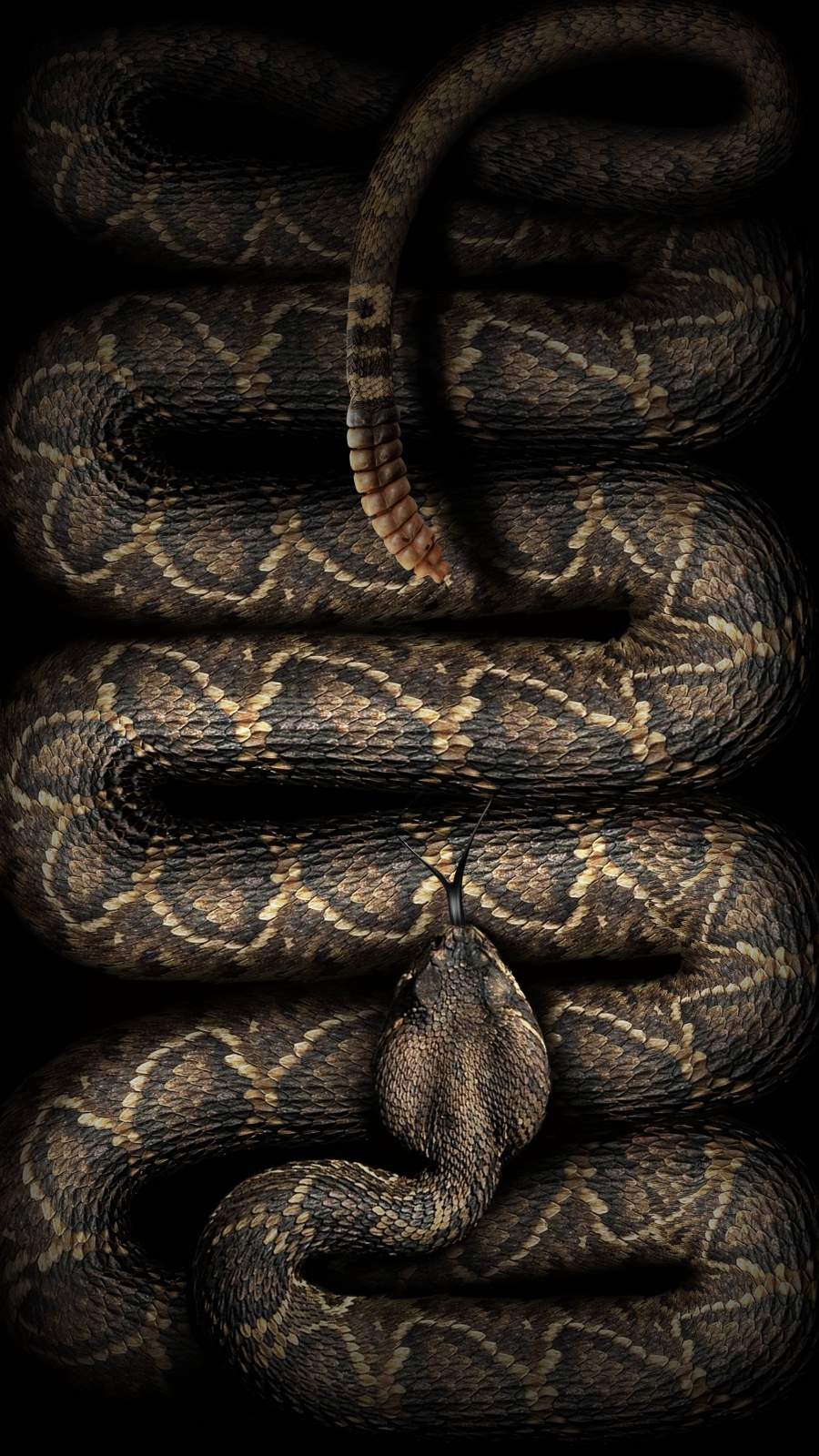 Rattle Snake Wallpapers