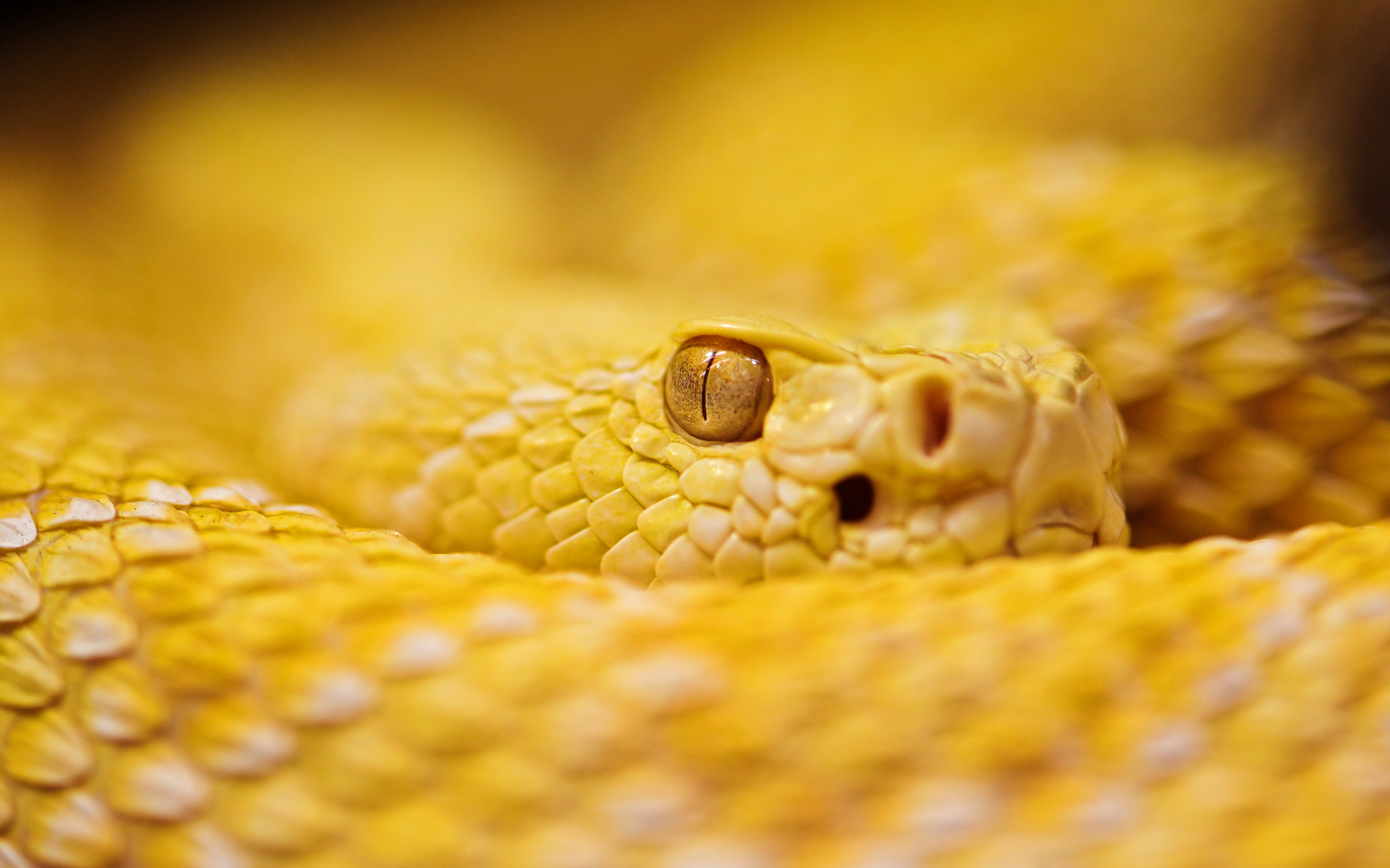 Rattle Snake Wallpapers