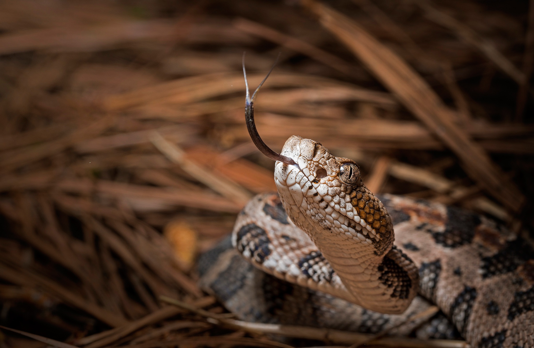 Rattle Snake Wallpapers