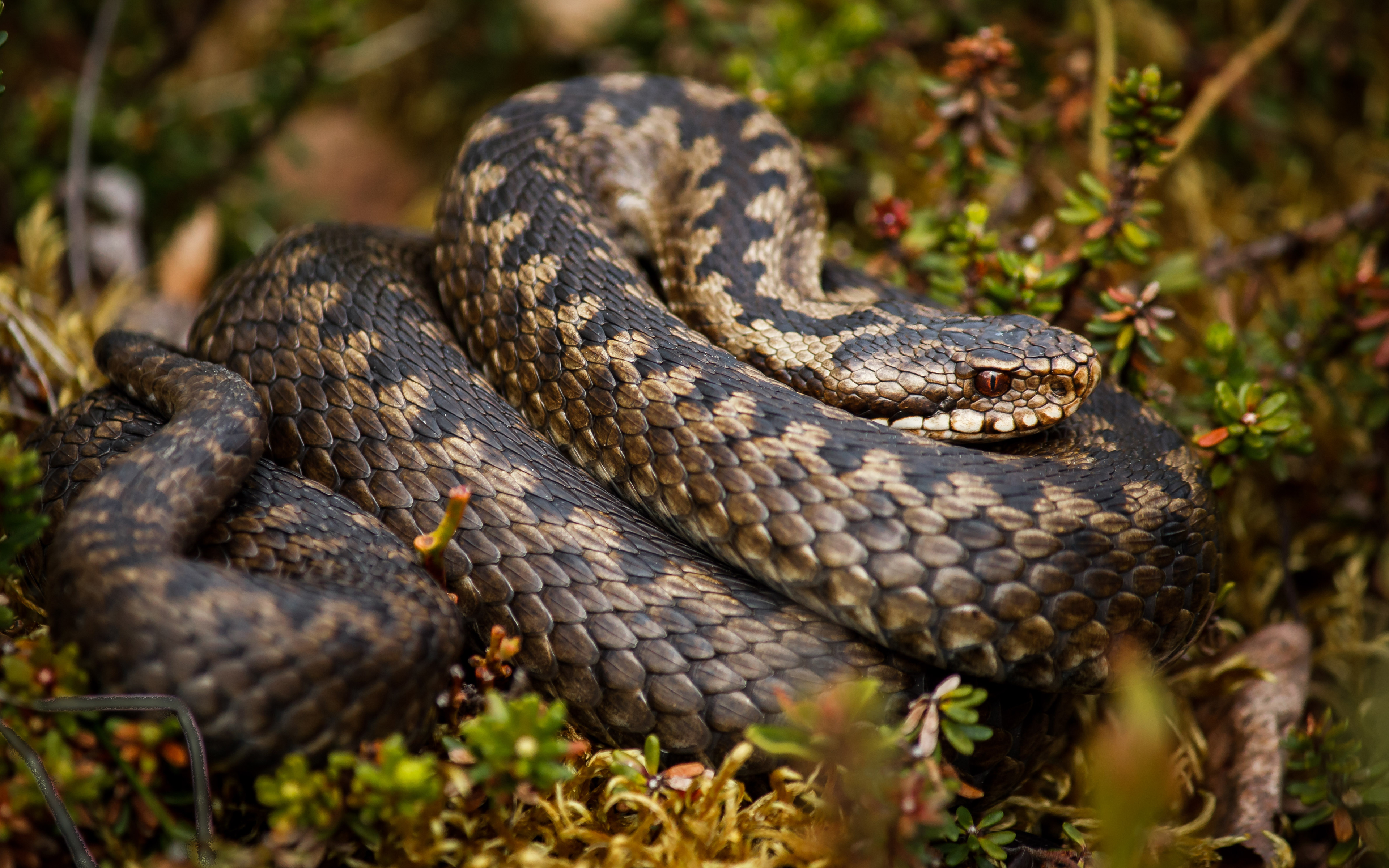 Rattle Snake Wallpapers