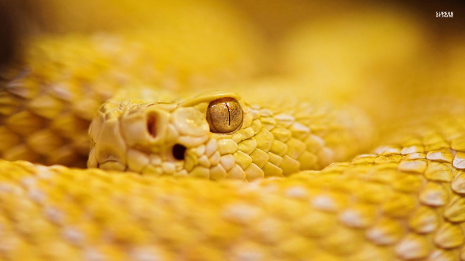 Rattle Snake Wallpapers