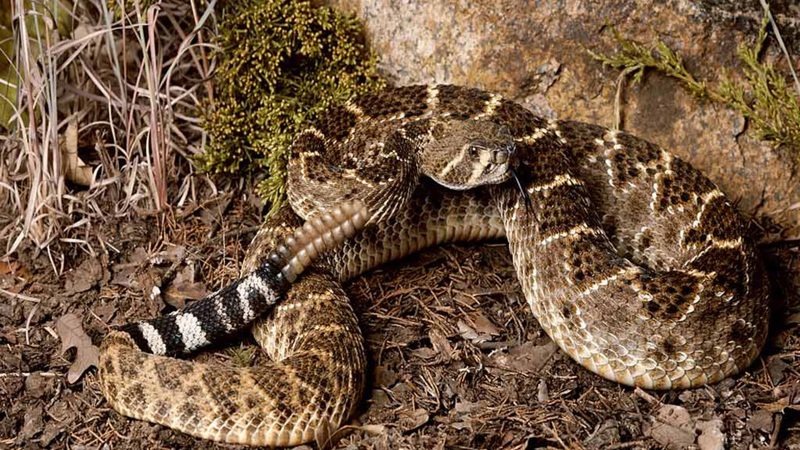 Rattle Snake Wallpapers