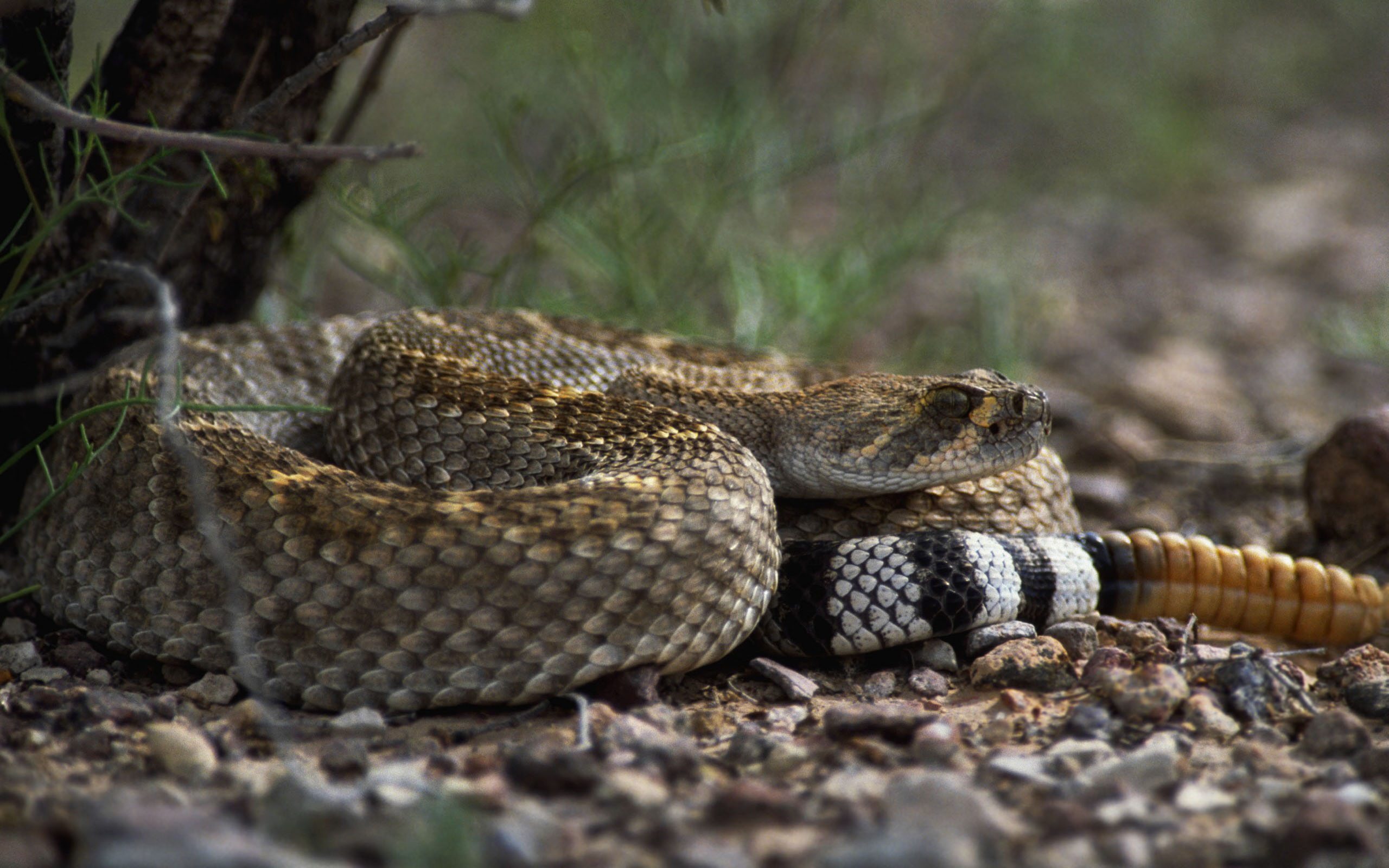 Rattle Snake Wallpapers