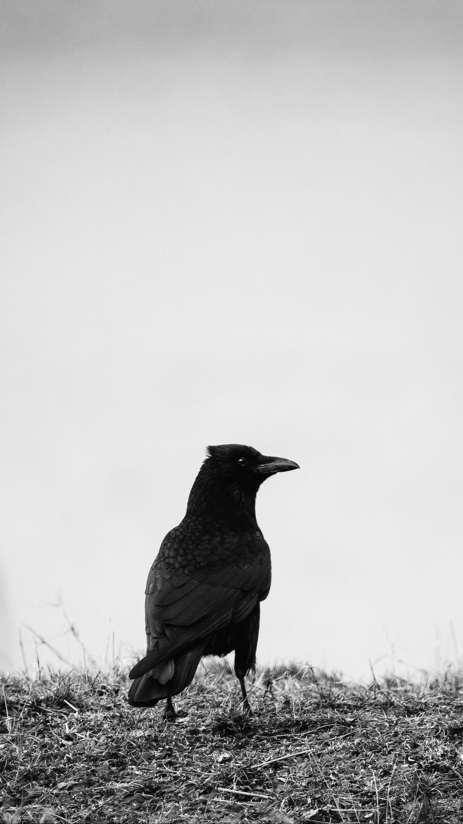 Raven Iphone Wallpapers