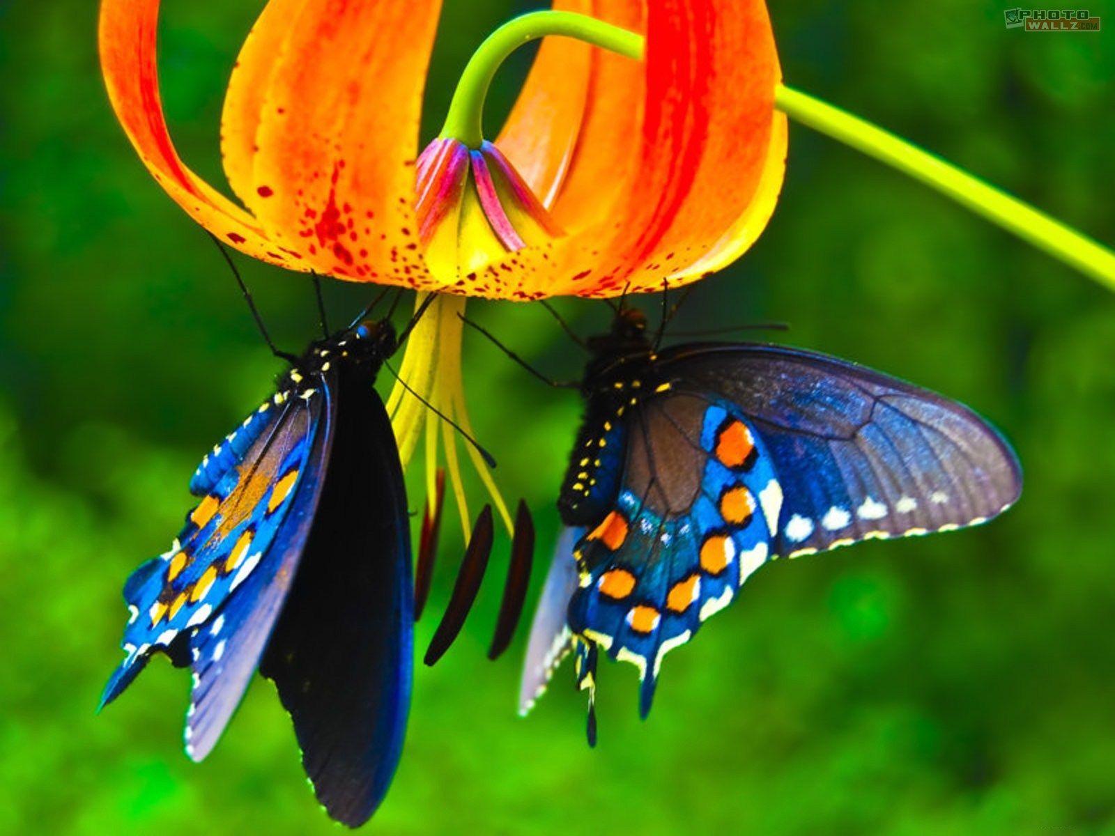 Real Butterfly Wallpapers