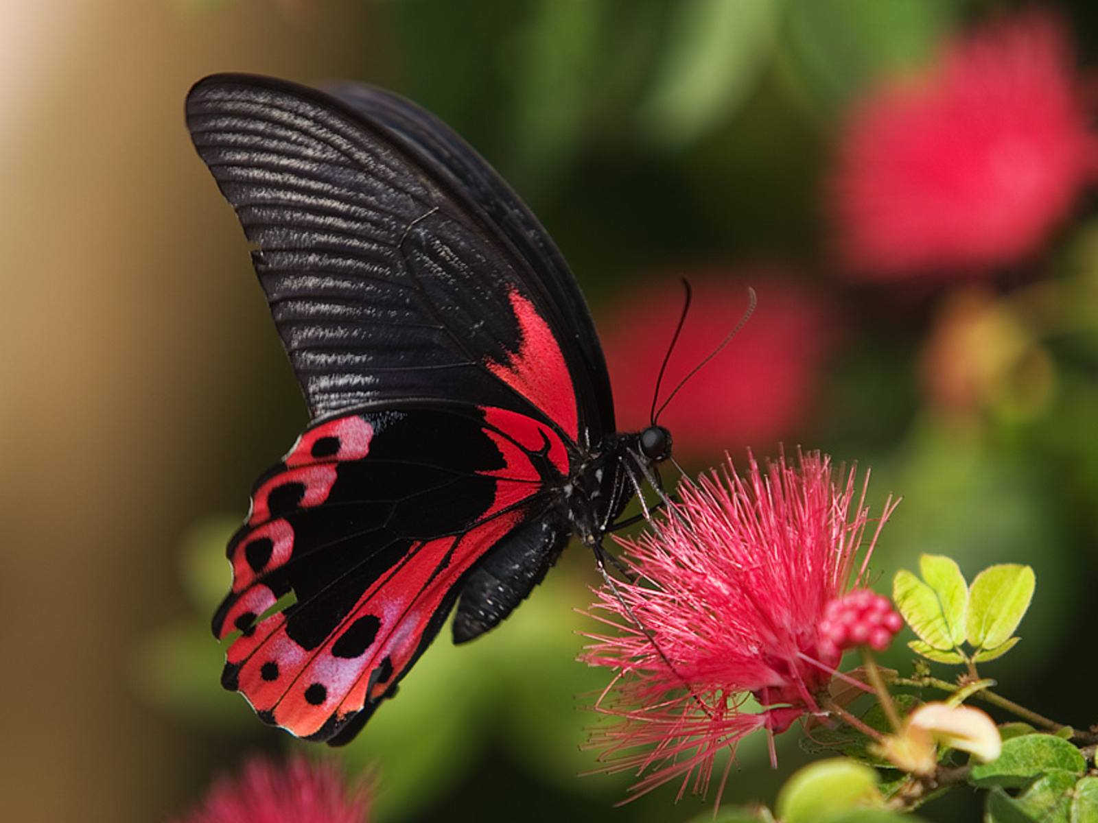 Real Butterfly Wallpapers